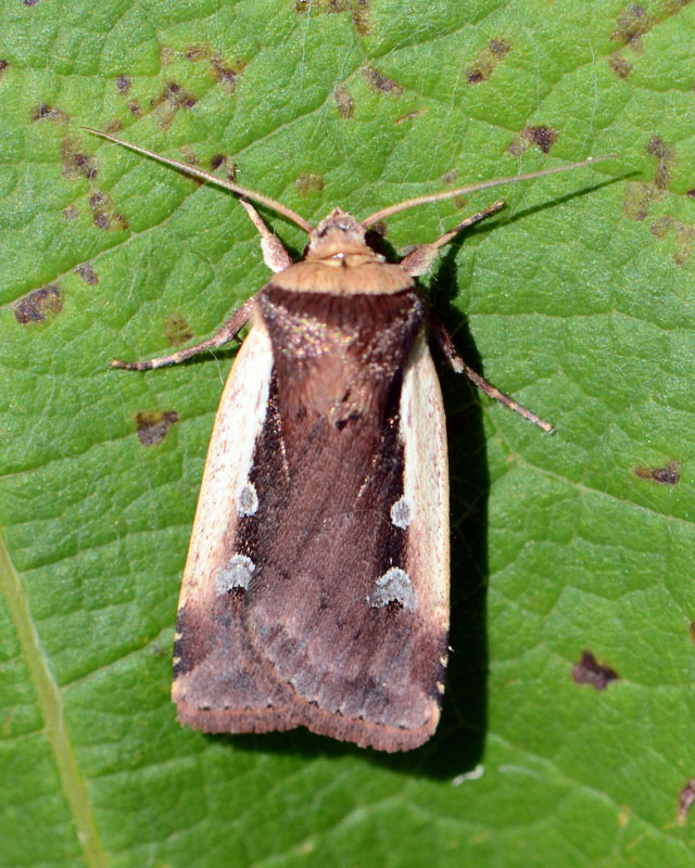 Noctuidae Ochropleura plecta ? S�